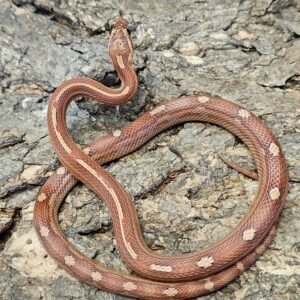 Motley Corn Snake (Pantherophis guttatus)