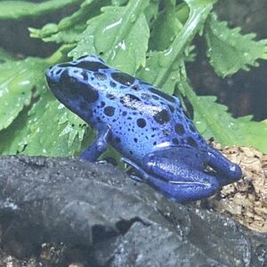 Blue Dart Frog (Dendrobates tinctorius azureus)