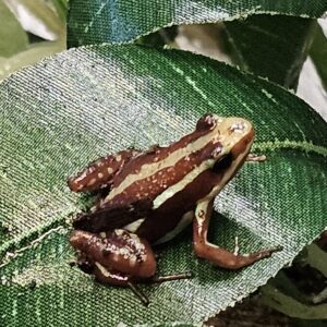 Santa Isabel Dart Frog (Epipedobates anthonyi)