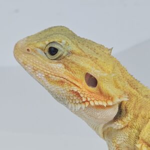 Super Citrus Bearded Dragon (Pogona vitticeps)
