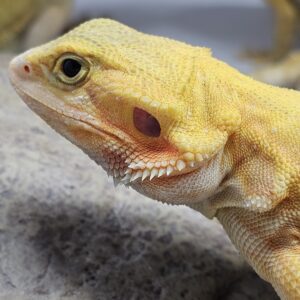 Trans Leatherback Super Citrus Bearded Dragon (Pogona vitticeps)