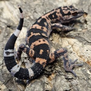 Pair of Japanese Cave Gecko (Goniurosaurus orientalis)