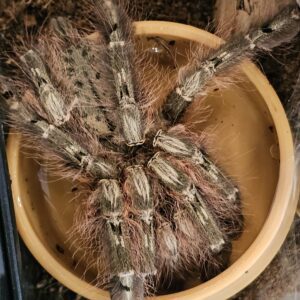 female Featherleg Baboon Tarantula (Stromatopelma calcareatum)