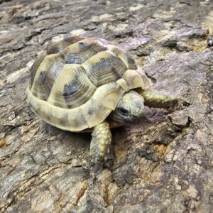 Spur Thighed Tortoise (Testudo graeca)
