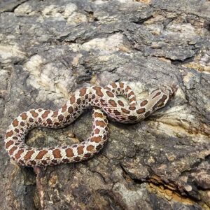 Western Hognose (Heterodon nasicus)