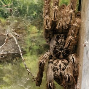 Adult Female Togo Starburst Tarantula (Heteroscodra maculata)