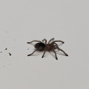 Brazilian Black Tarantula (Gramostolla pulchra)