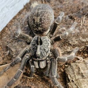 Female Darling Horn Baboon Tarantula (Ceratogyrus darlingi)