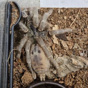 Female Fort Hall Baboon Tarantula (Pterinochilus lugardi)