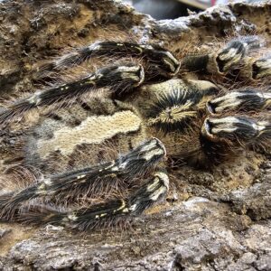 Female Fringed Ornamental Tarantula (Poecilitheria ornata)