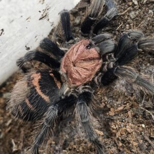 Female Guatemalen Tiger Rump Tarantula (Davus pentaloris)