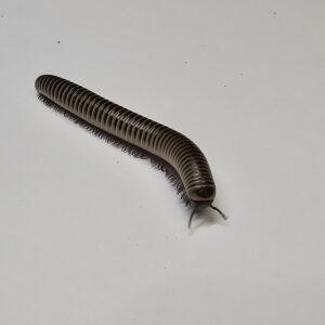 Florida Ivory Millipede (Chicobolus springerus)