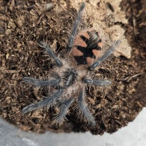 Purple Bloom Tarantula (Pamphobeteus machalla)