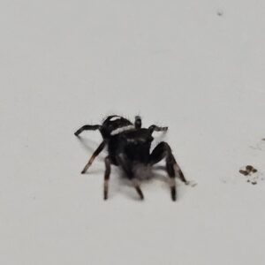 Regal Jumping Spider (Phiddipus regius)