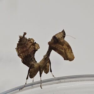 South American Boxer Mantis (Acanthops falcata)
