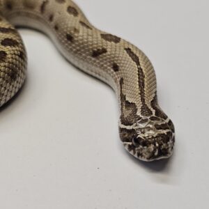 Conda Hognose (Heterodon nasicus)