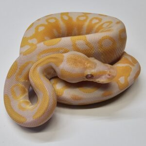 Mojave Lavender Royal Python (Python regius)