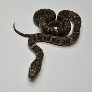 Russian Rat snake (Elaphe schrenki)
