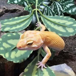 Super Hypo Leopard Gecko (Eublepharis macularius)
