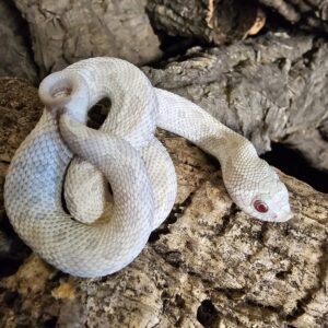 Yeti Hognose (Heterodon nasicus)