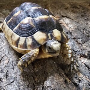 Marginated Tortoise (Testudo marginata)