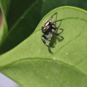 Apachiocola Regal Jumping Spider (Phiddipus regius 'Apachiocola')