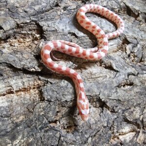 Candy Cane Corn Snake (Pantherophis guttatus)