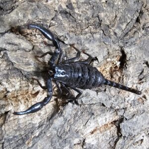 Vietnamese Forest Scorpion (Heterometrus laoticus)