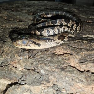 False Water Cobra (Hydrodynastes gigas)