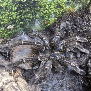 Adult Female Purple Bloom Tarantula (Pamphobeteus machalla)