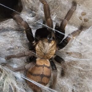 Adult Female Indian Violet Tarantula (Chilobrachys fimbriatus)